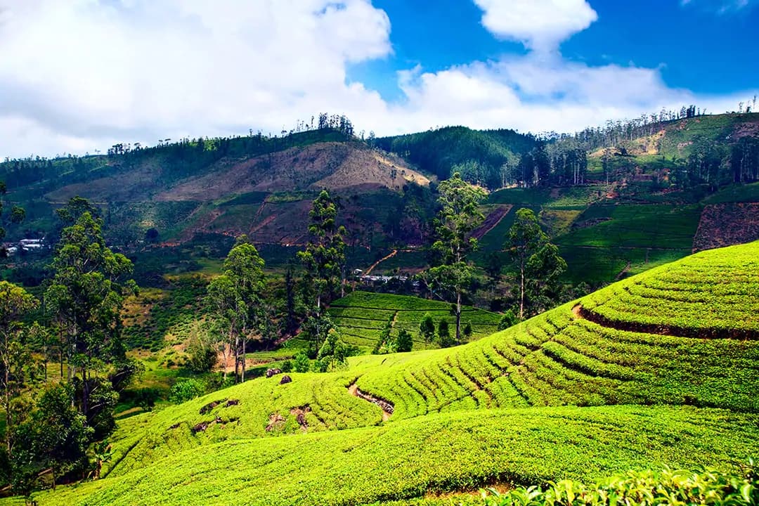 Darjeeling