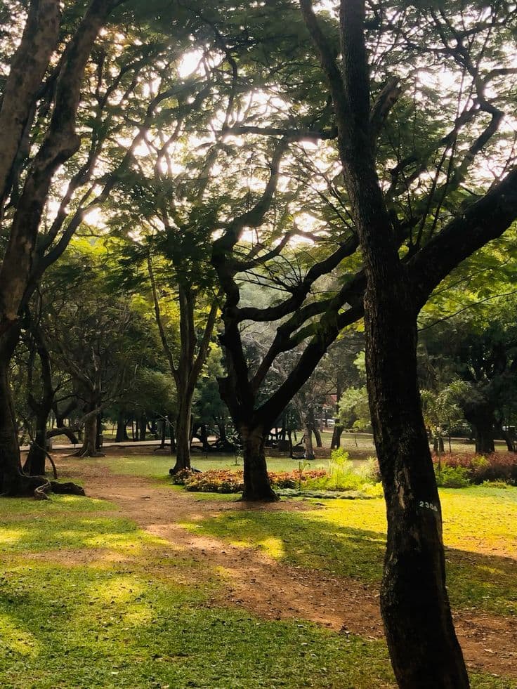 Cubbon Park (Sri Chamarajendra Park)