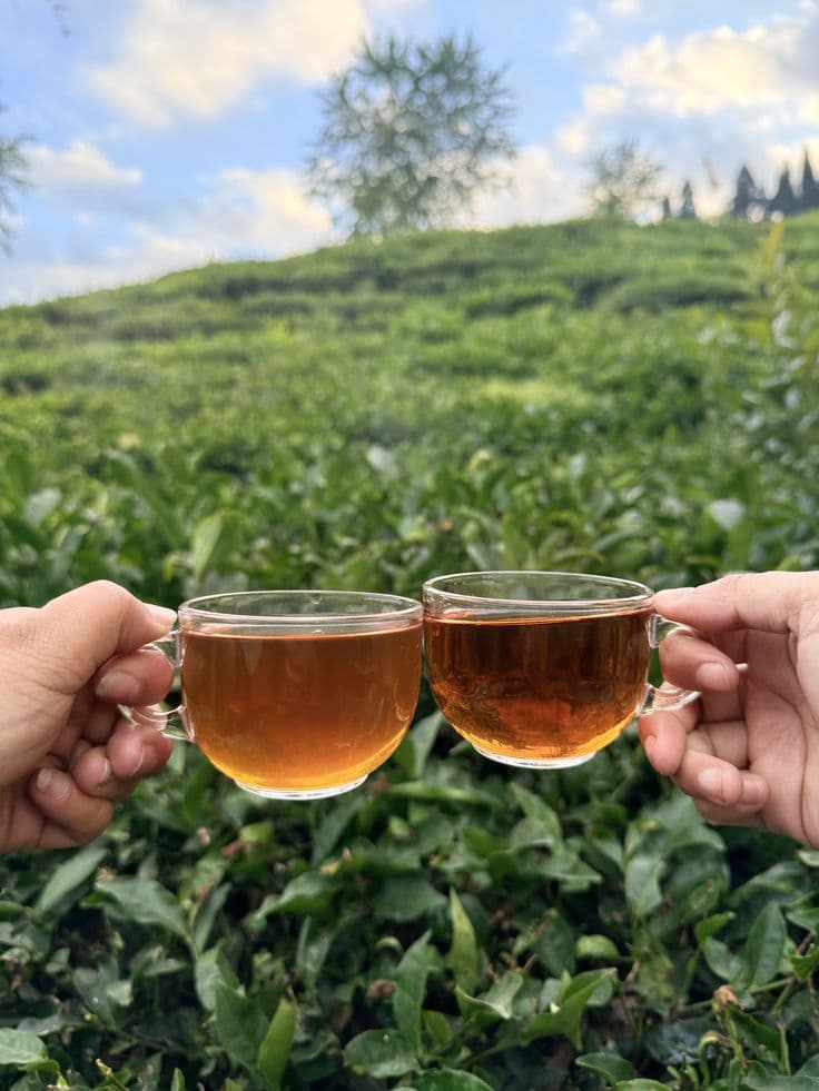 Temi Tea Garden
